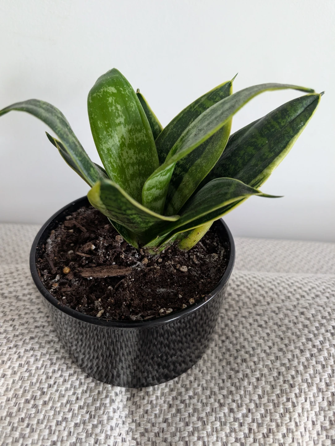Snake plant with decorative pot - photo 2