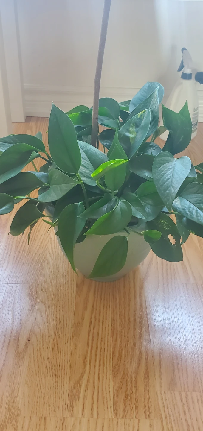 Pothos Plant in Light Green Pot