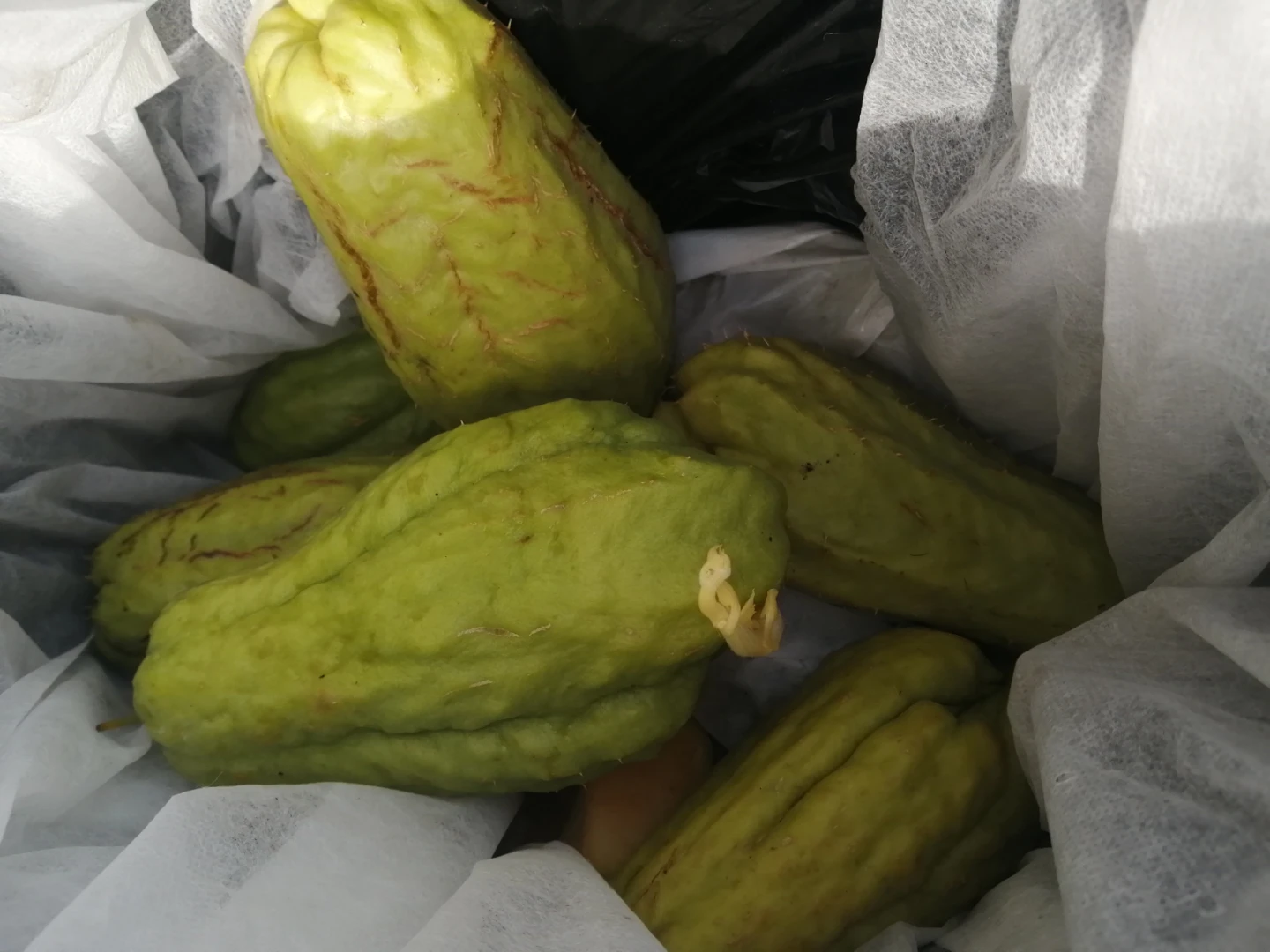 Chayote starters for Sale, Naturally Organic AndProductive - photo 5