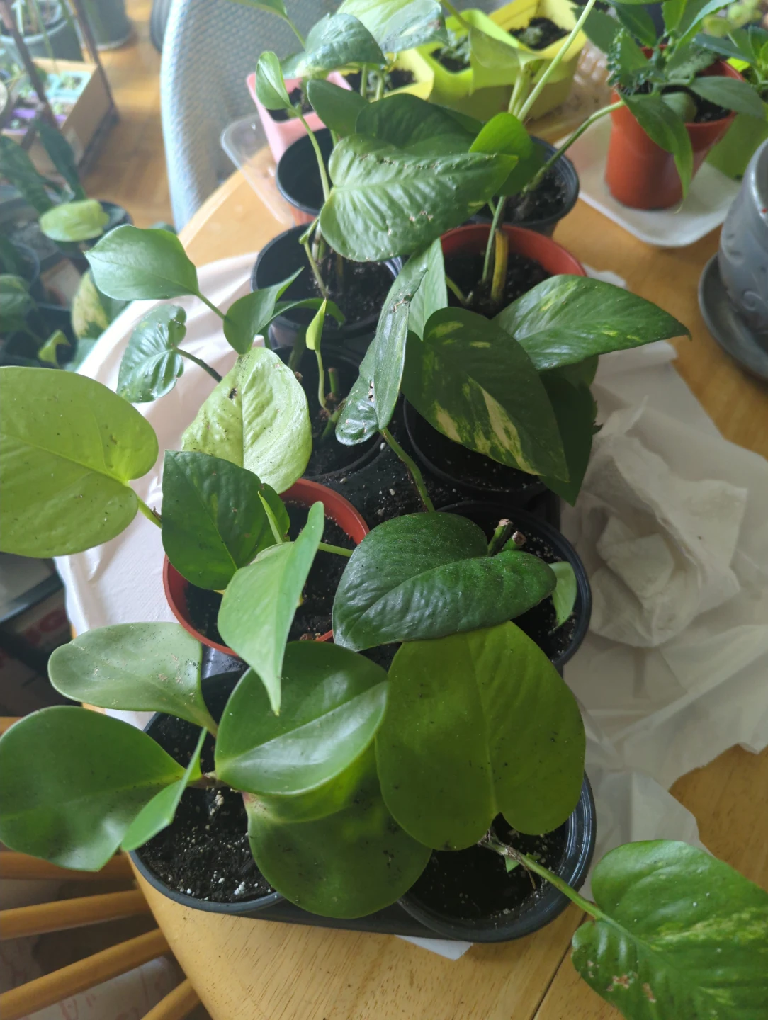 Pothos money plant