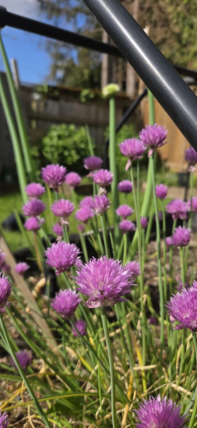 Fresly cut Chive Purple Flowers