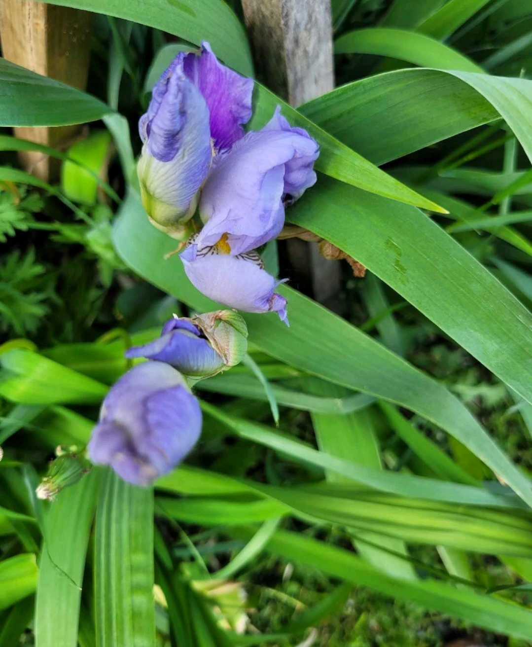 Purple Bearded Iris Flowers