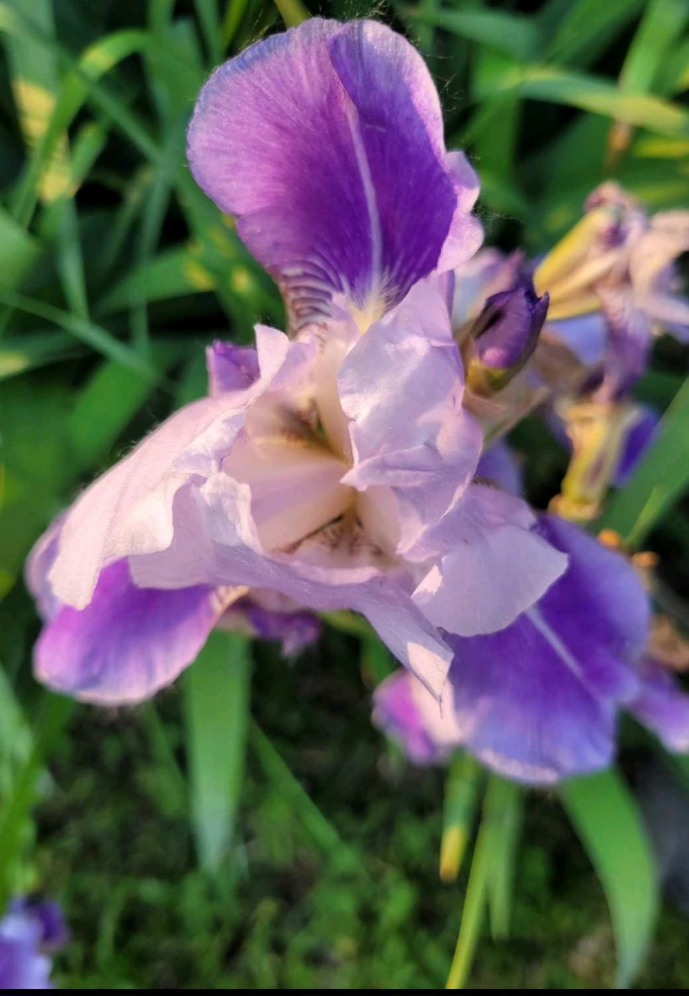 Purple Bearded Iris Flowers - photo 2