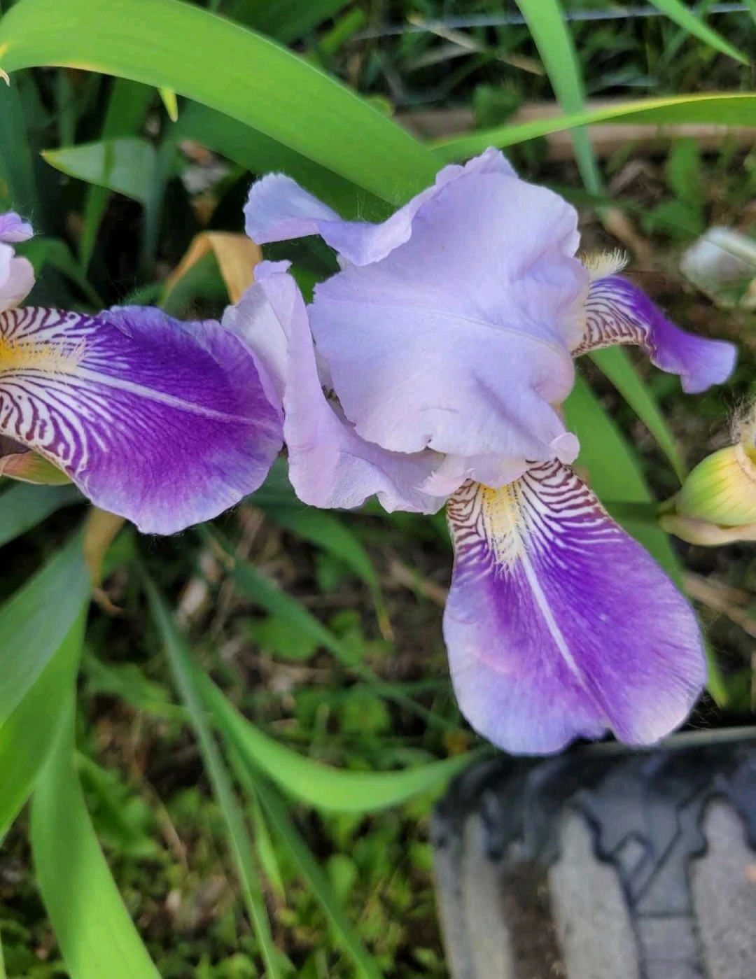 Purple Bearded Iris Flowers - photo 3