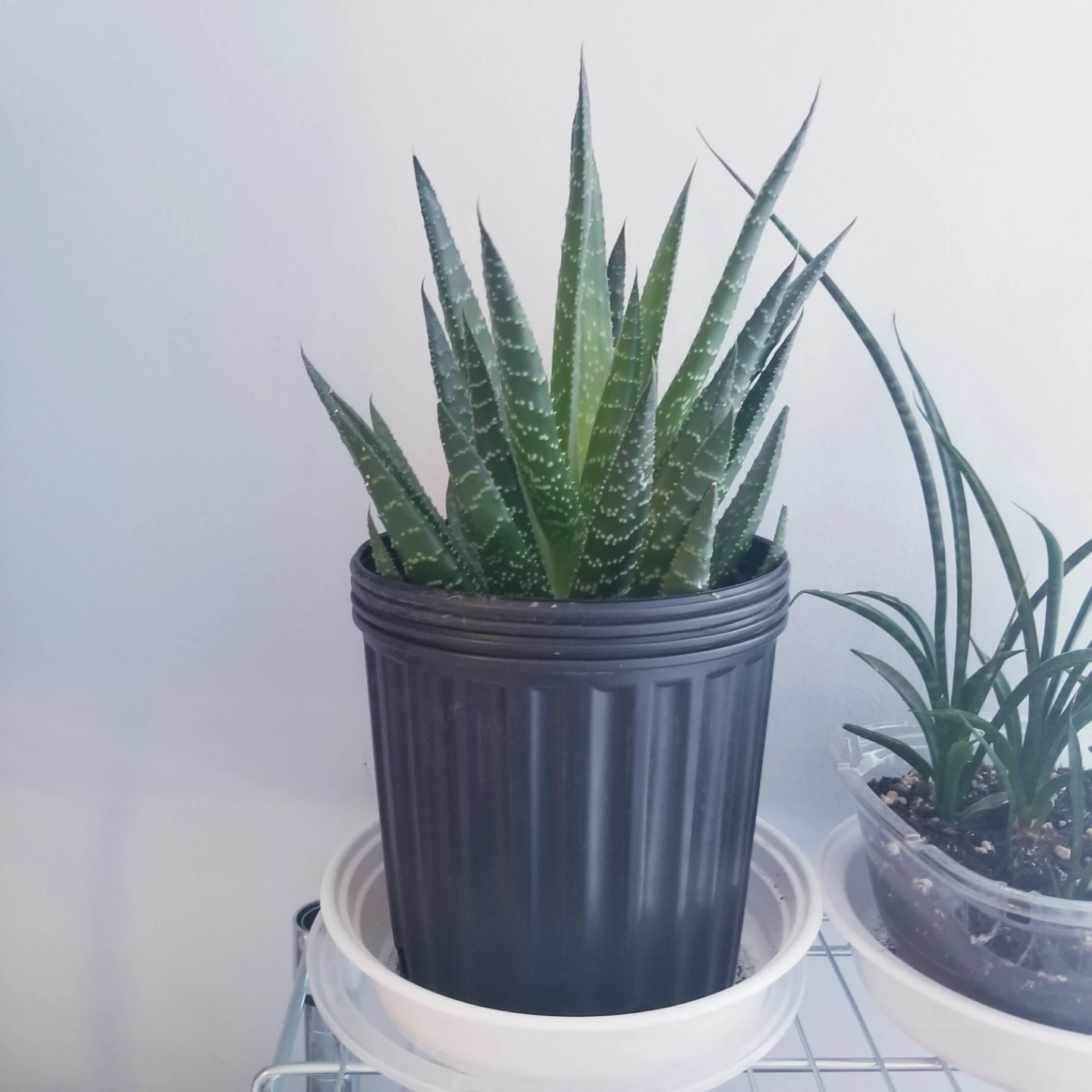 Snake plants - photo 2