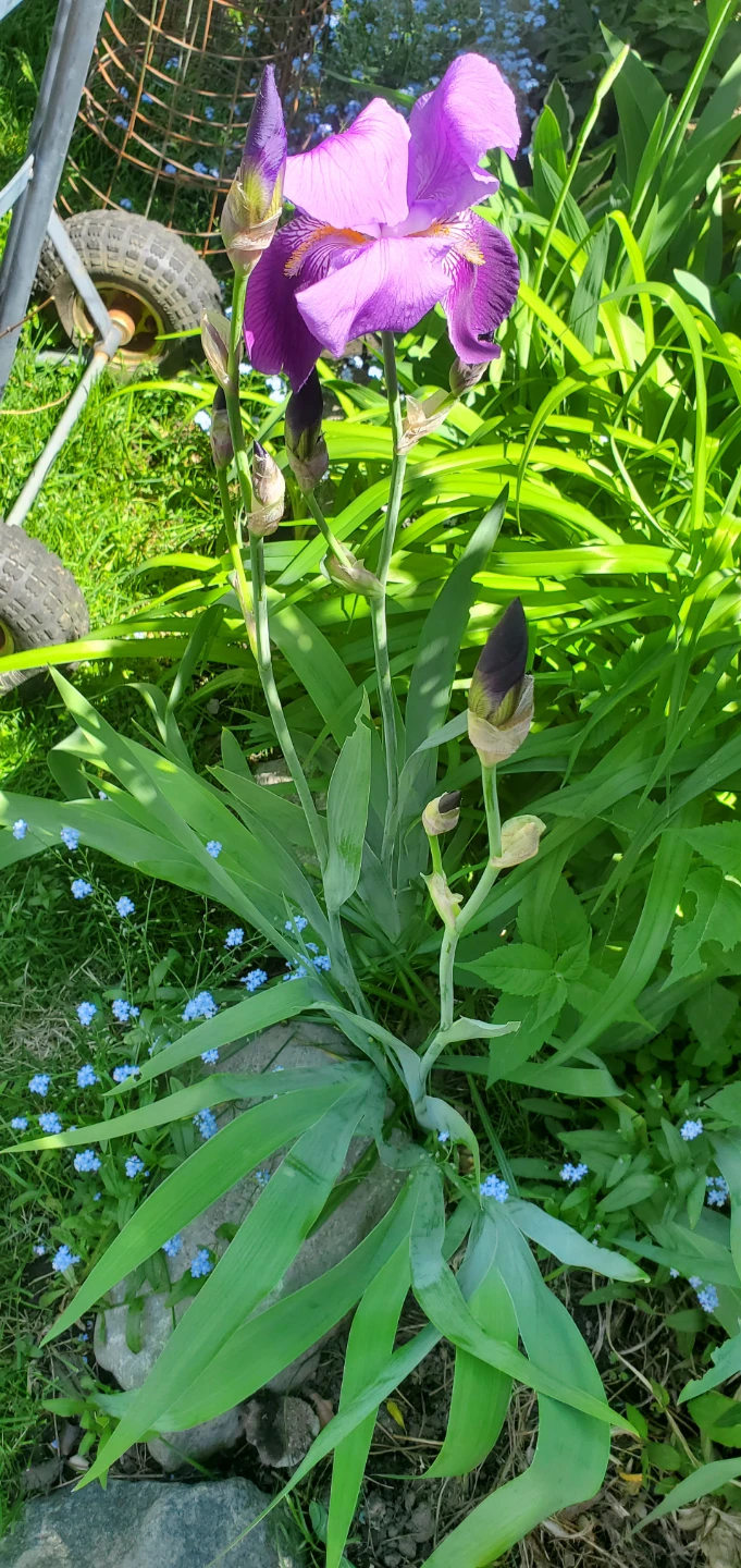 Iris germanica