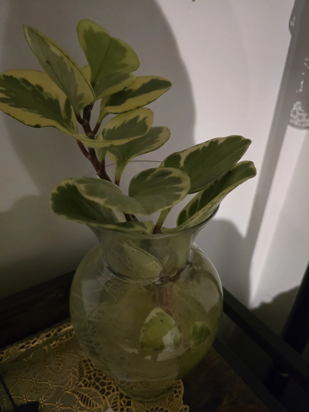 Original plants - photo 3