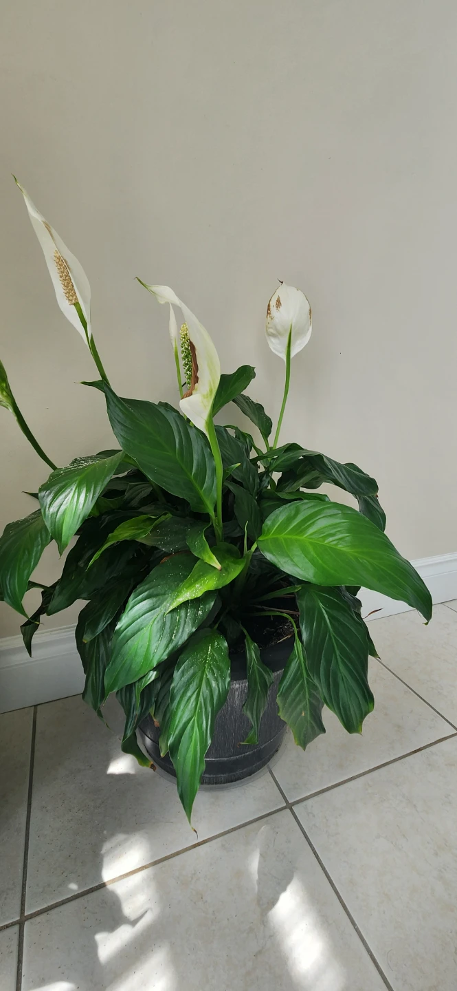 Peace Lily Plant in Pot