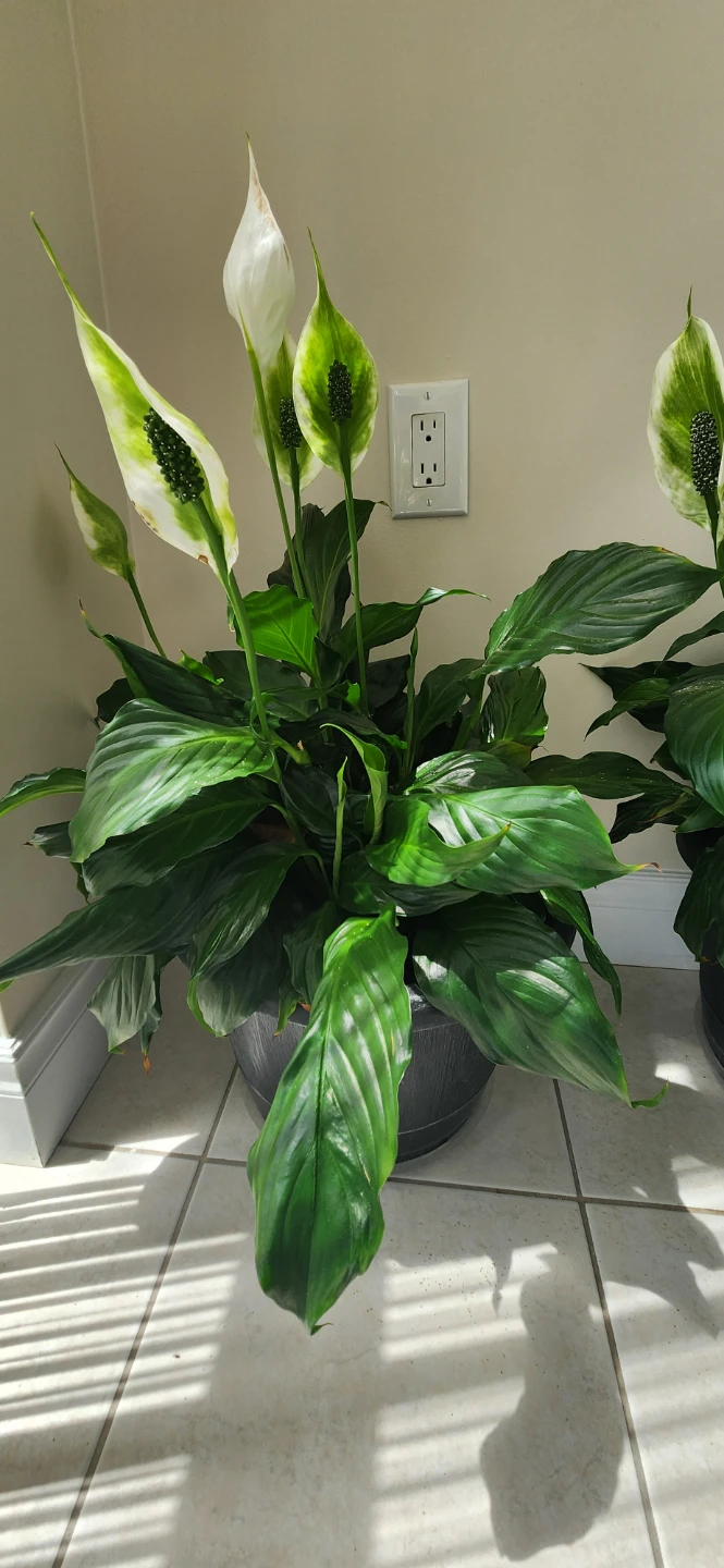 Peace Lily Plant in Pot - photo 2