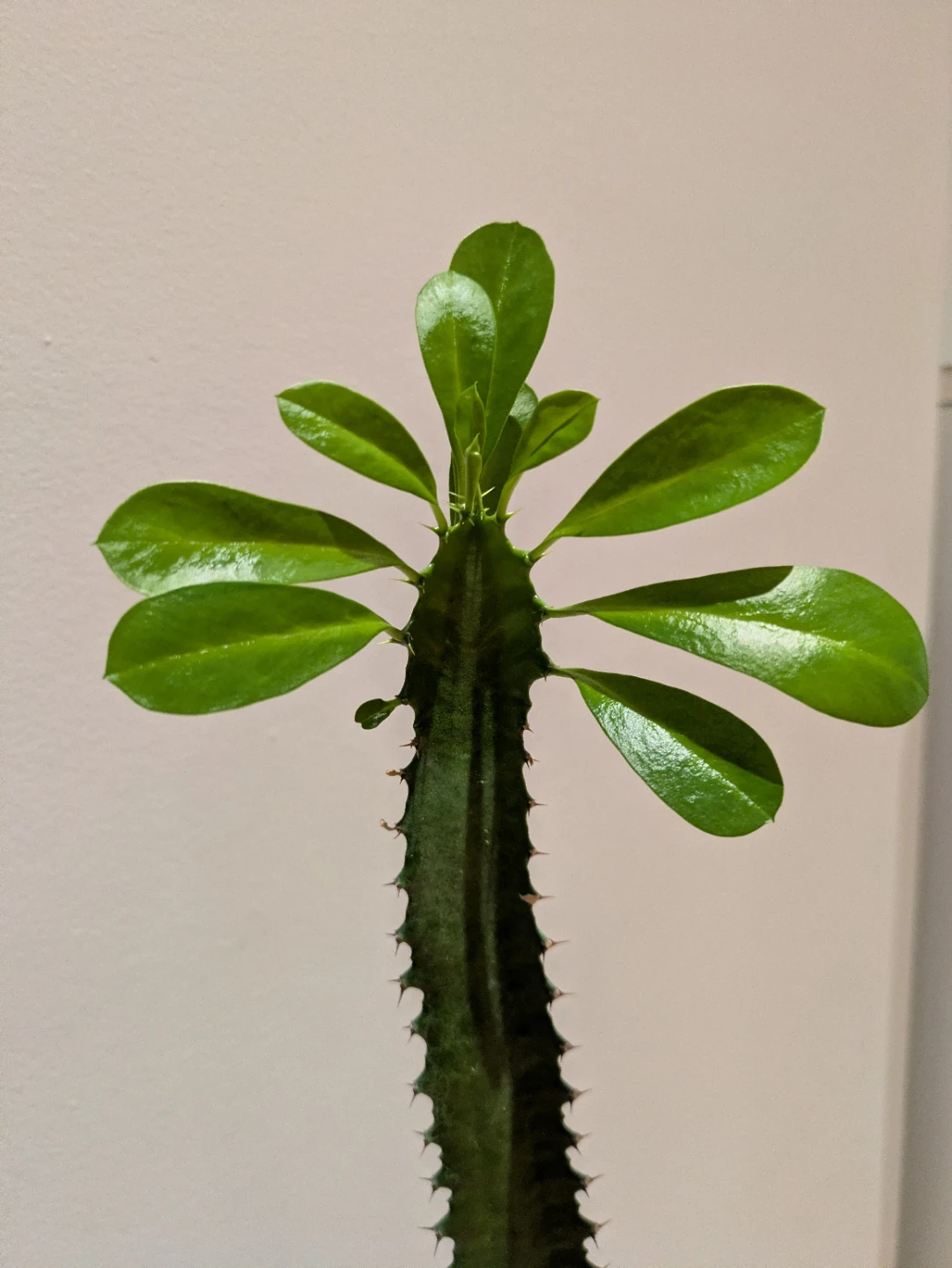 Tall Cactus Plant - African Milk Tree plant - photo 2