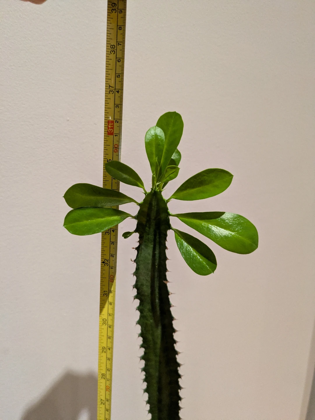 Tall Cactus Plant - African Milk Tree plant - photo 3