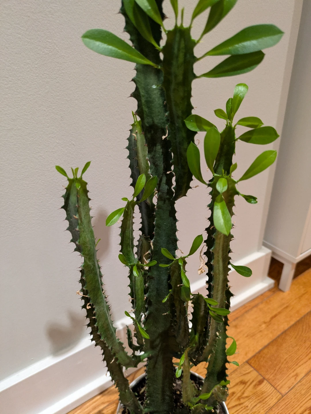 Tall Cactus Plant - African Milk Tree plant - photo 4