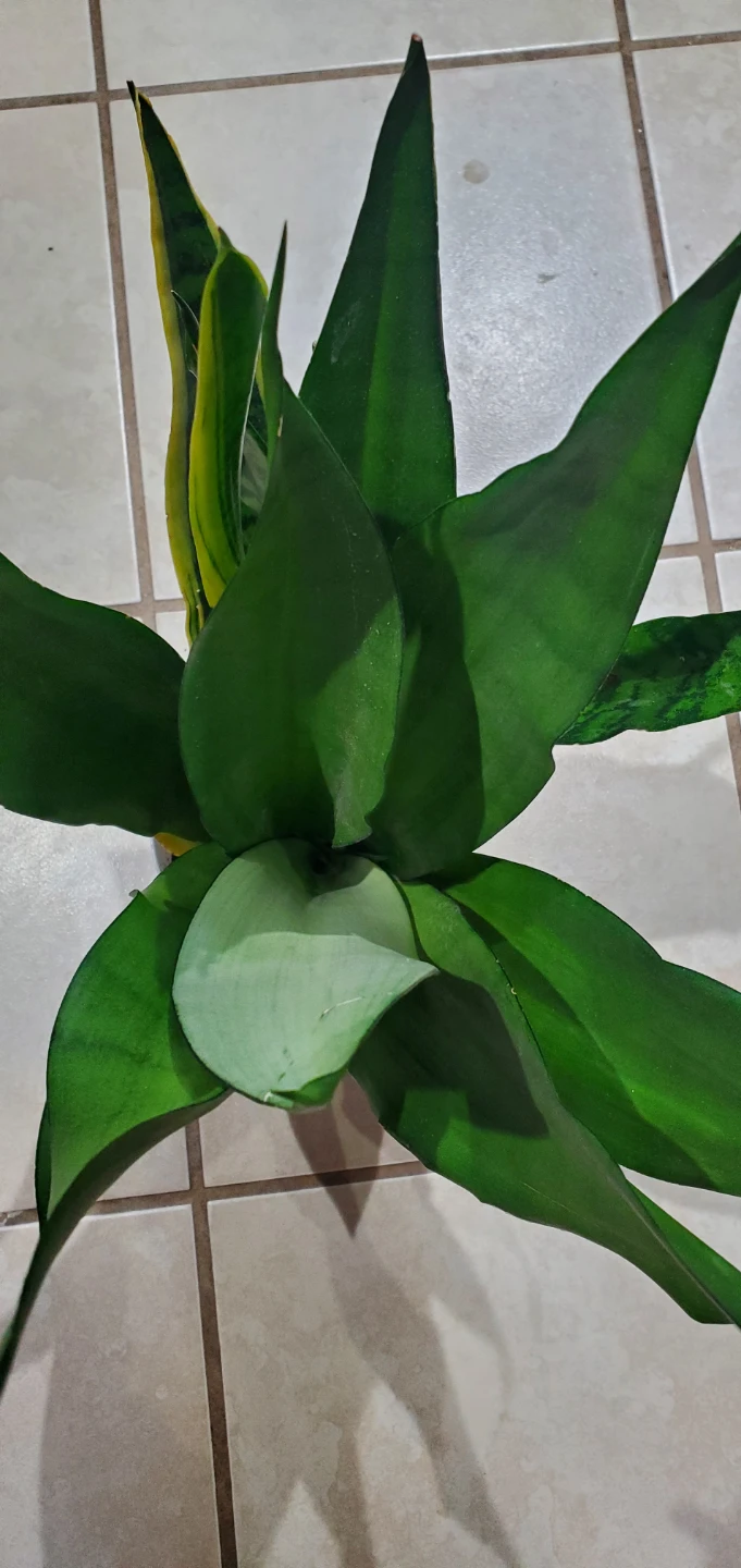 Snake Plant in Pot