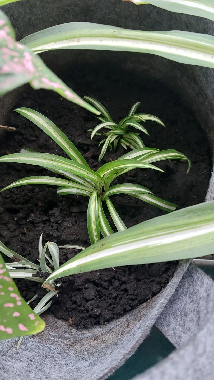 Spider Plant Babies