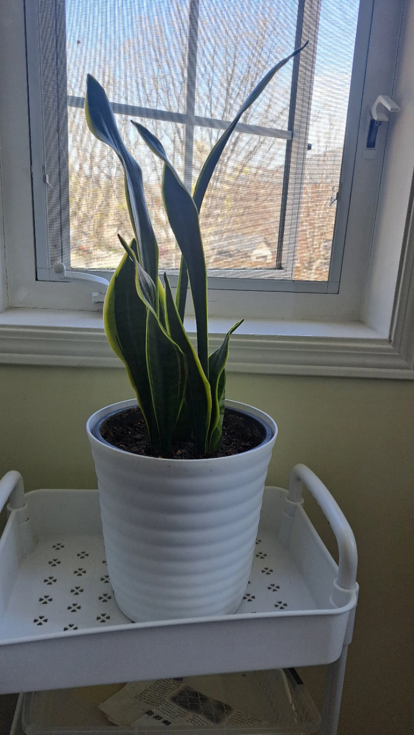 Snake Plant in White Pot