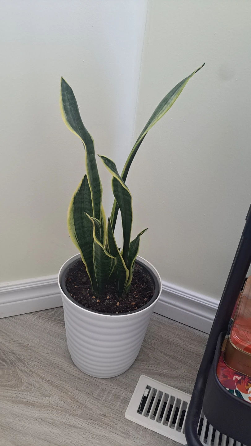 Snake Plant in White Pot - photo 2
