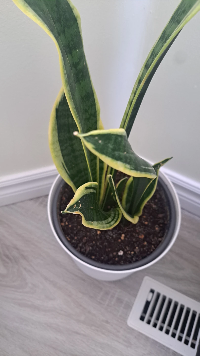 Snake Plant in White Pot - photo 3