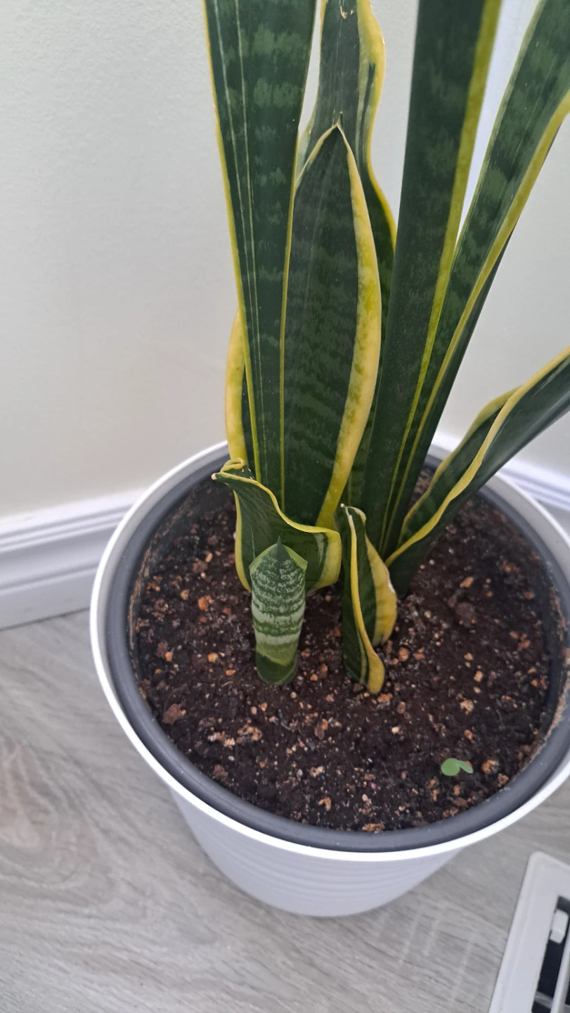 Snake Plant in White Pot - photo 4