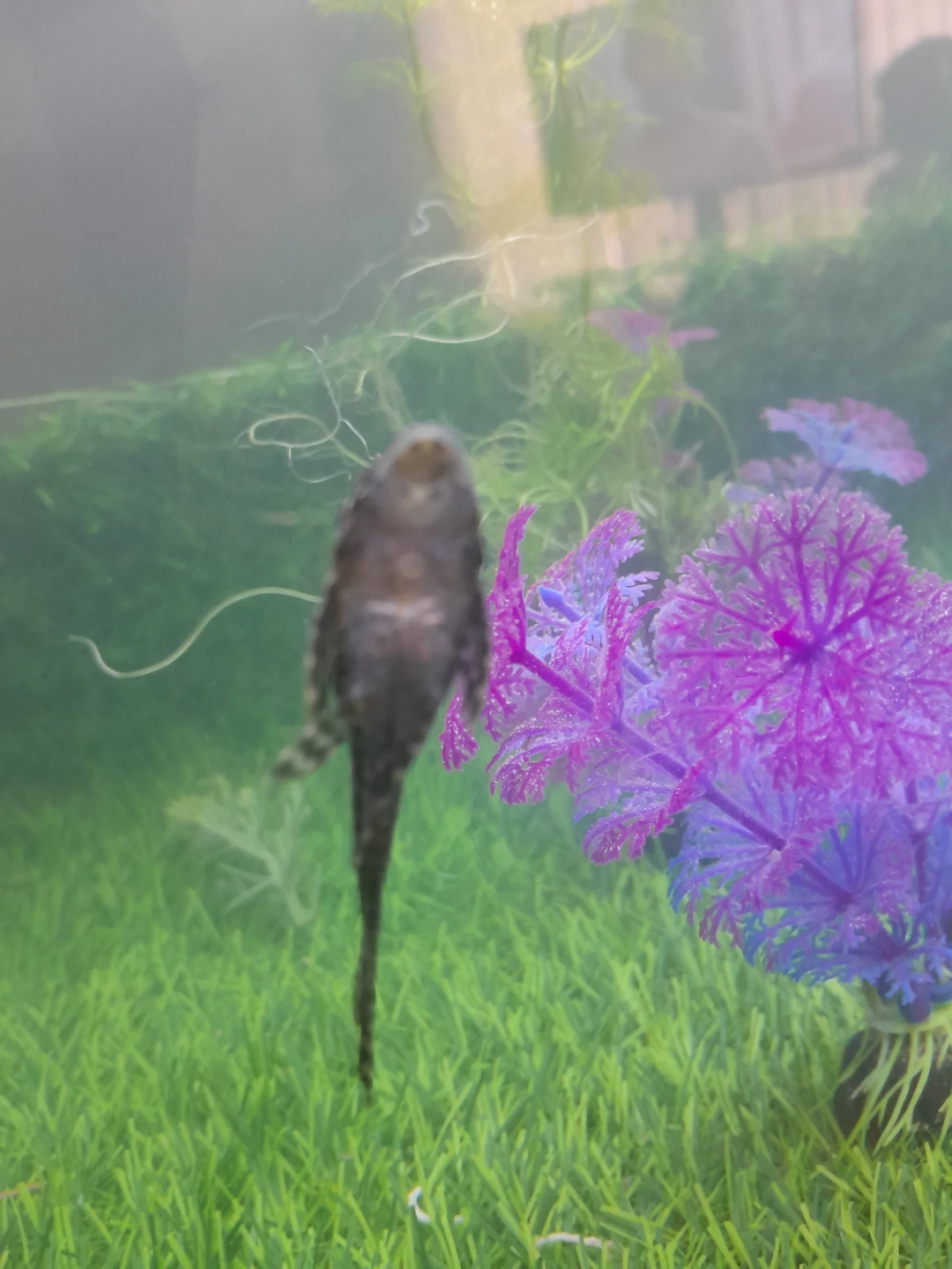 pleco for sale