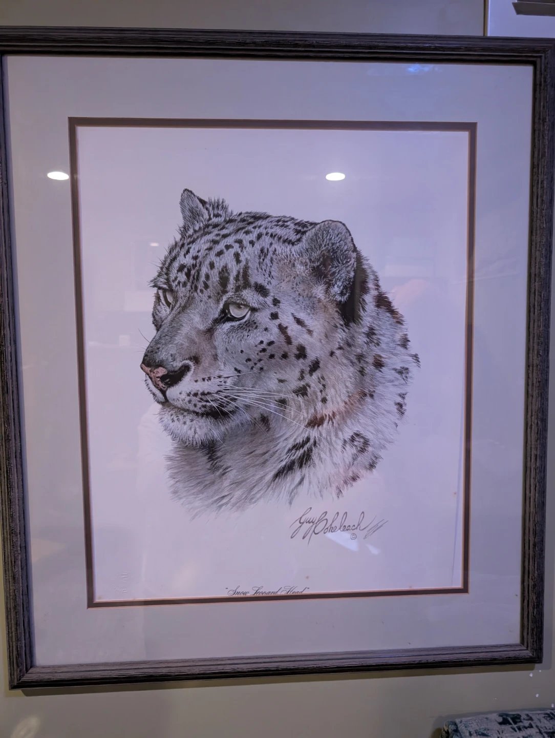 Guy Cohleach "Snow Leopard Head" Framed Print
