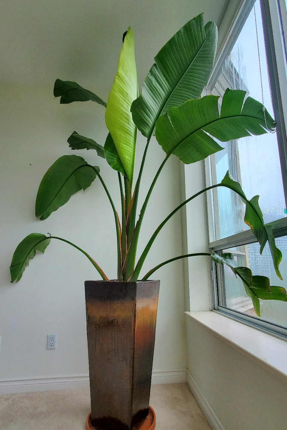 9 ft Tall Bird of Paradise Plant in Ceramic Planter