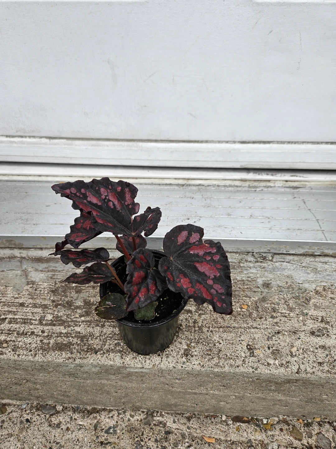 Begonia Plant - in3.5" pot - photo 2
