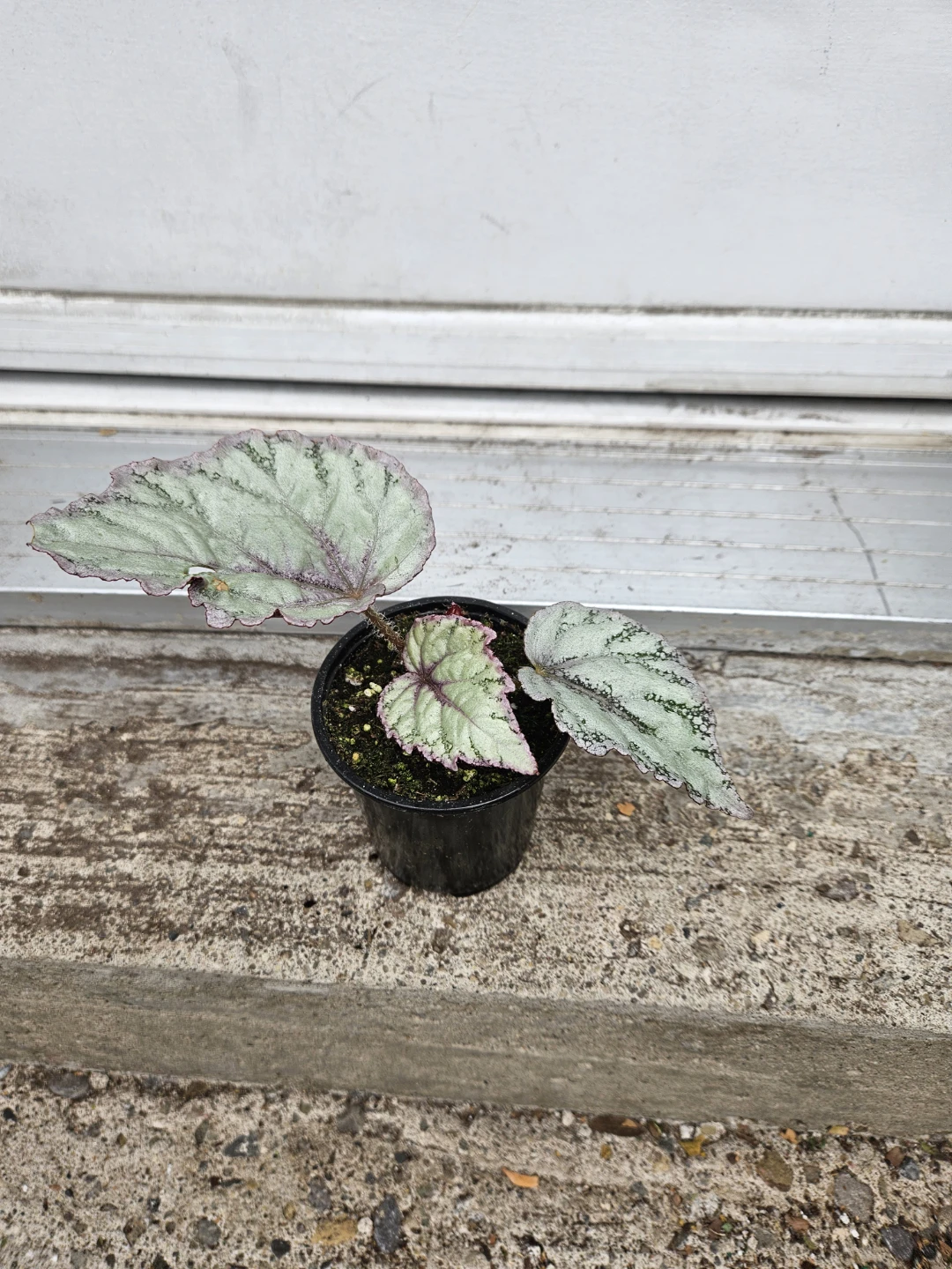 Begonia Plant - in3.5" pot - photo 3