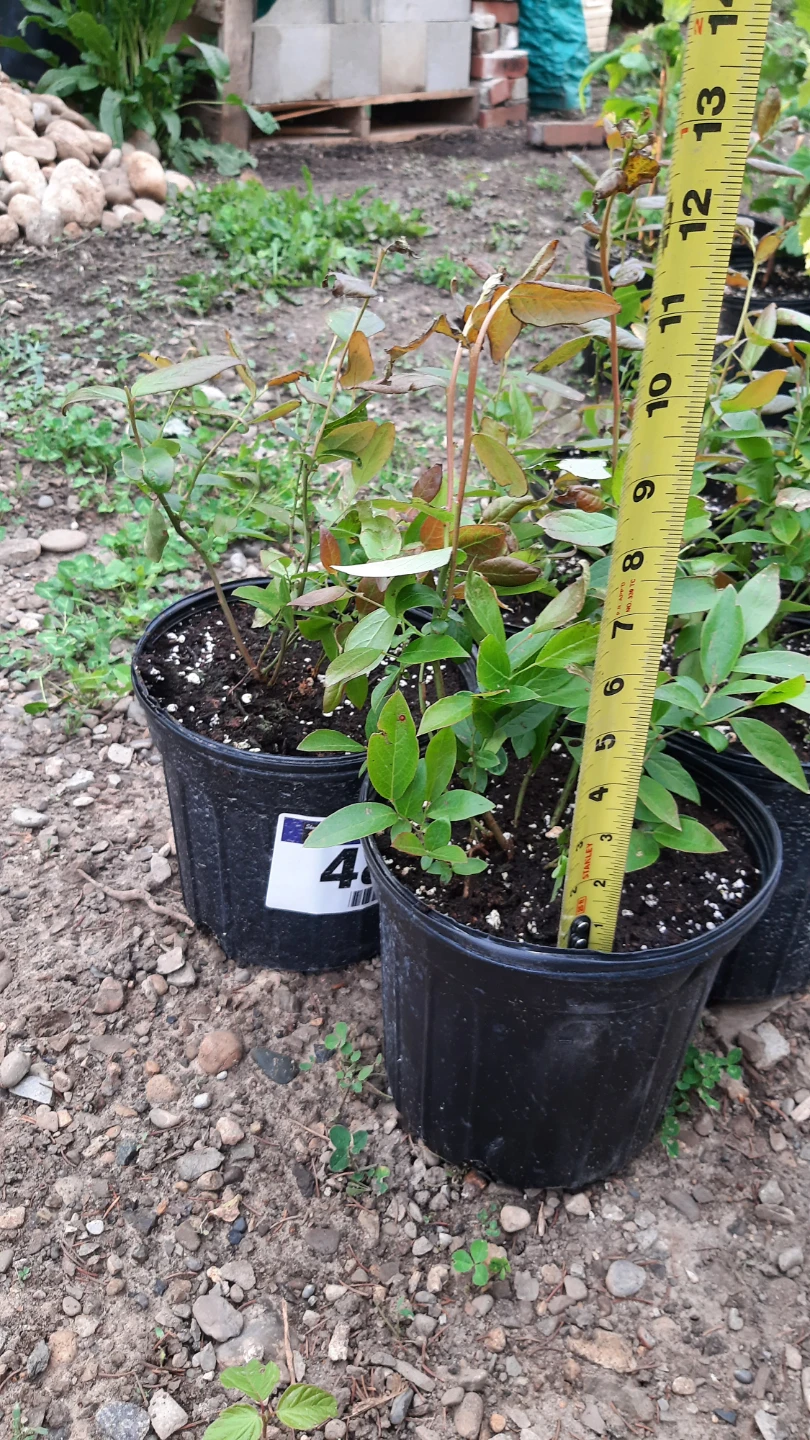 Blueberry Plants in 2 Gallon pots