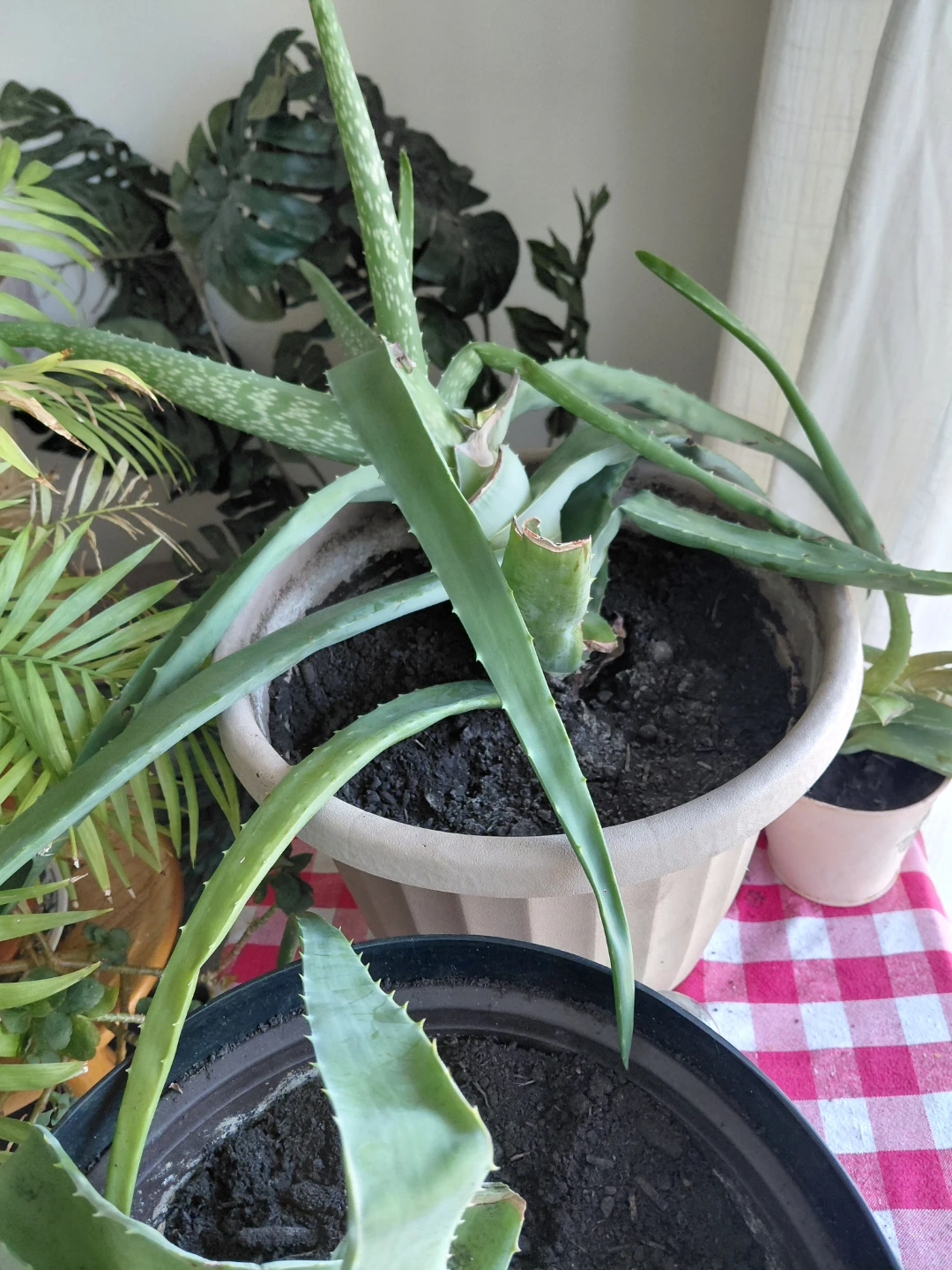 Aloe vera plants
