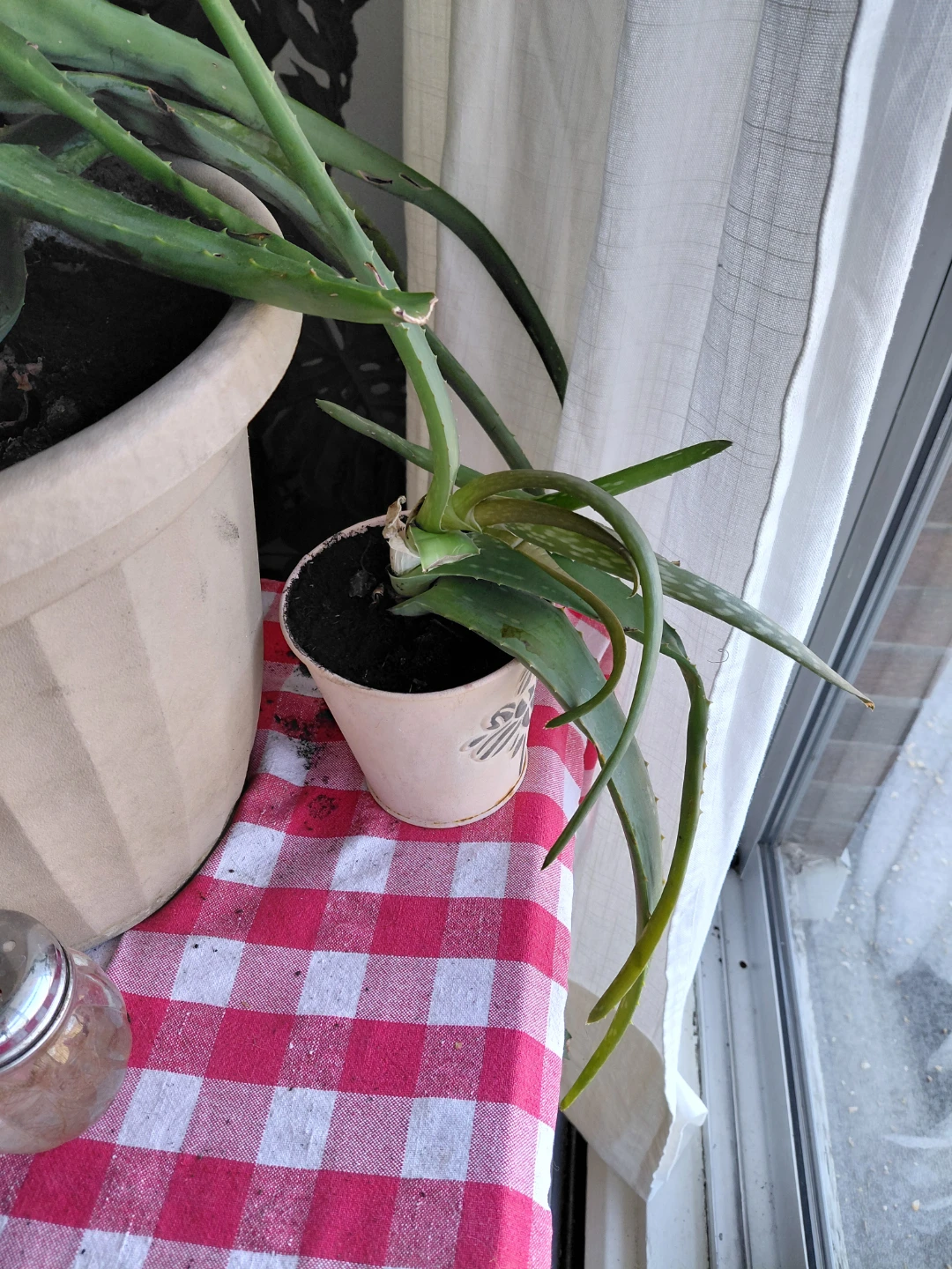 Aloe vera plants - photo 2