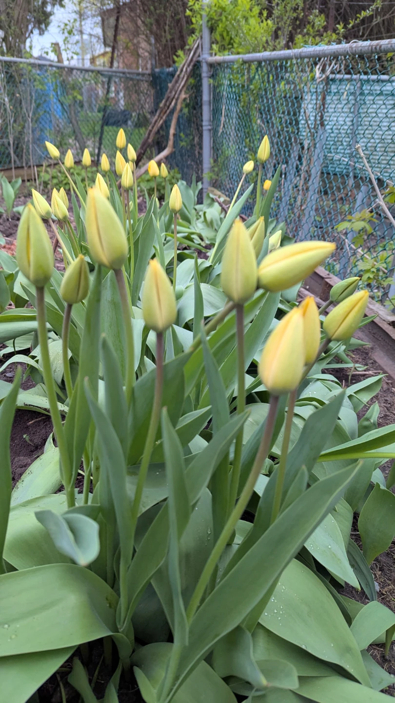 Yellow Tulip plants with Bulbs