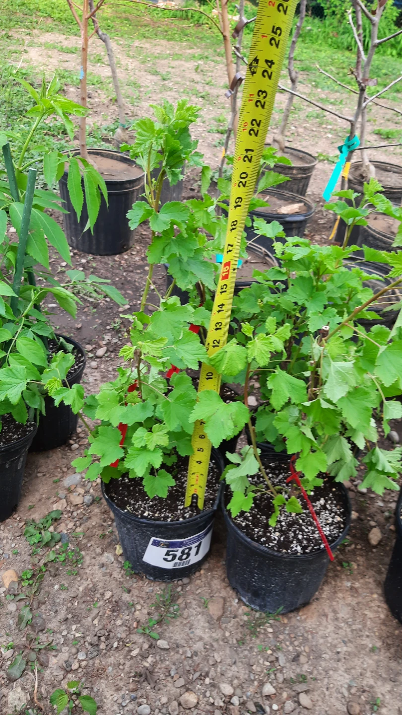 Potted Red Currant Plant - photo 2