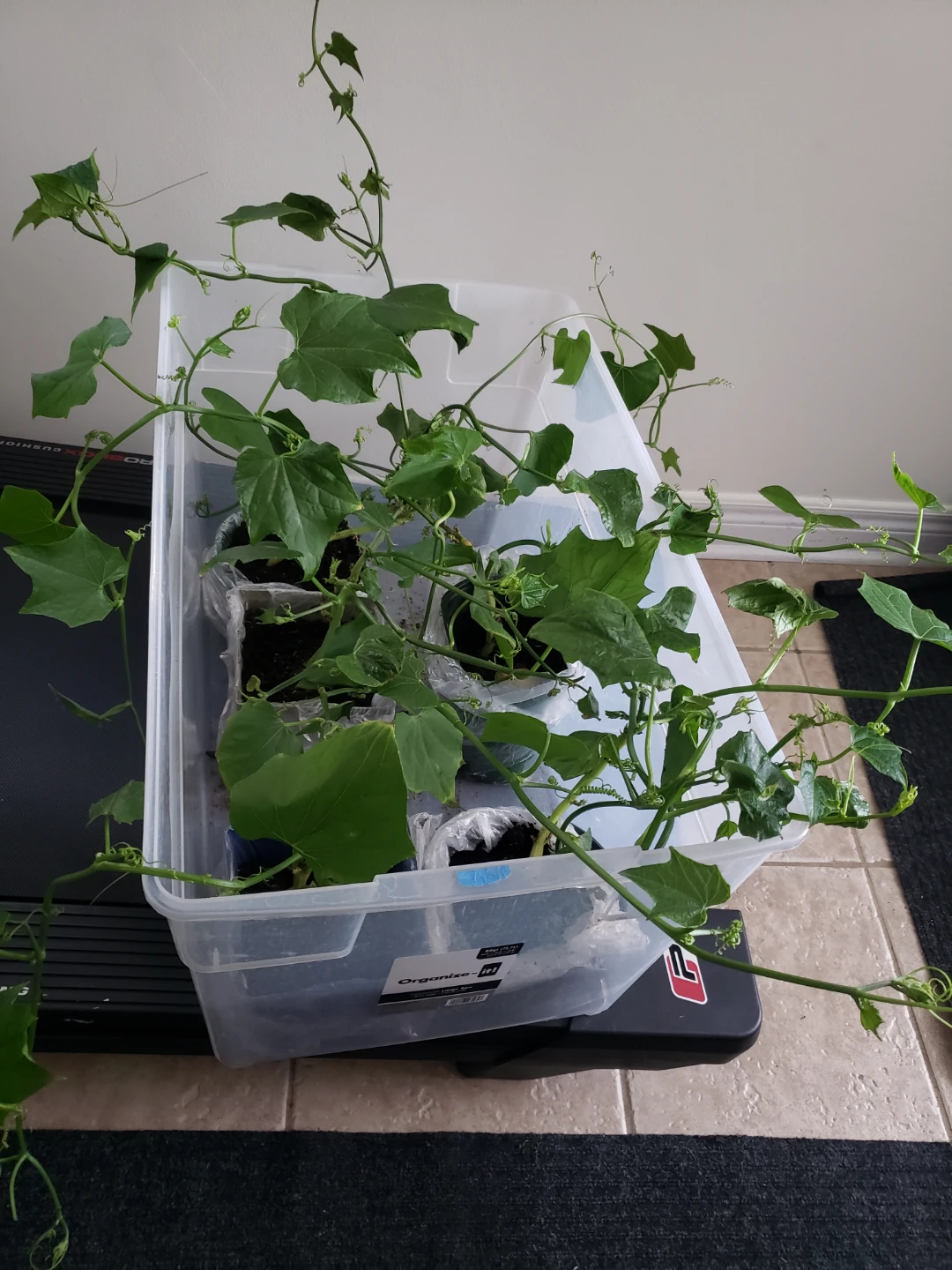 Chayote Squash Plants - photo 2