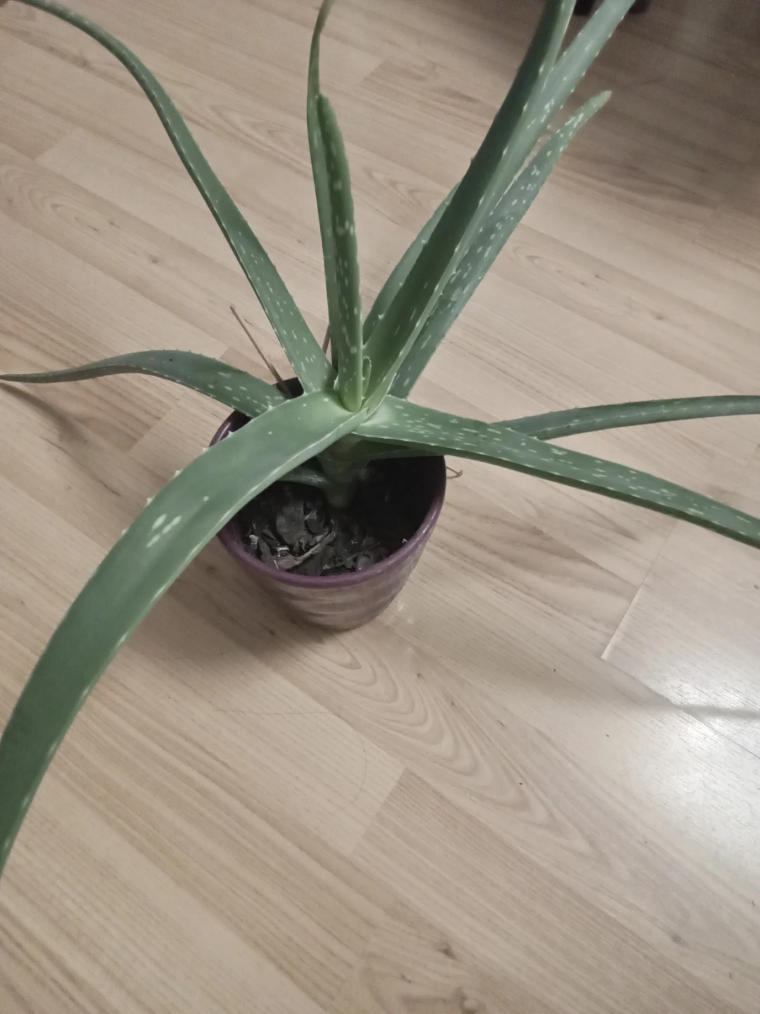 Aloe Vera Plant in Purple Pot