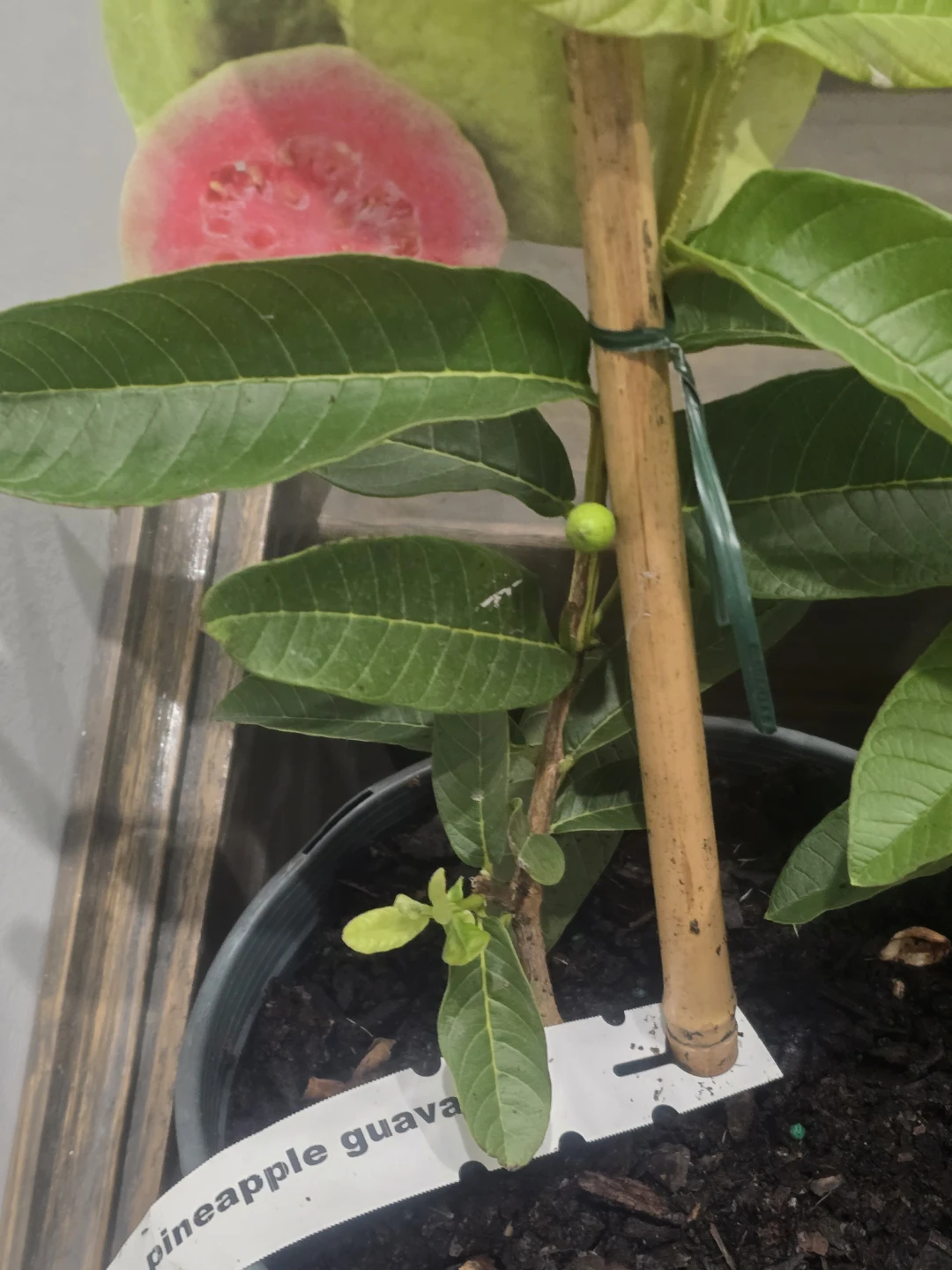 Guava tree with fruits - photo 4