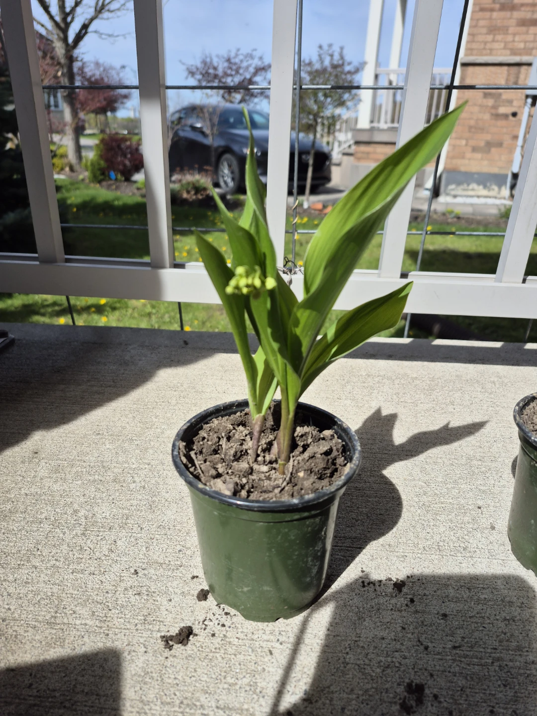 Lily's of the valley plants