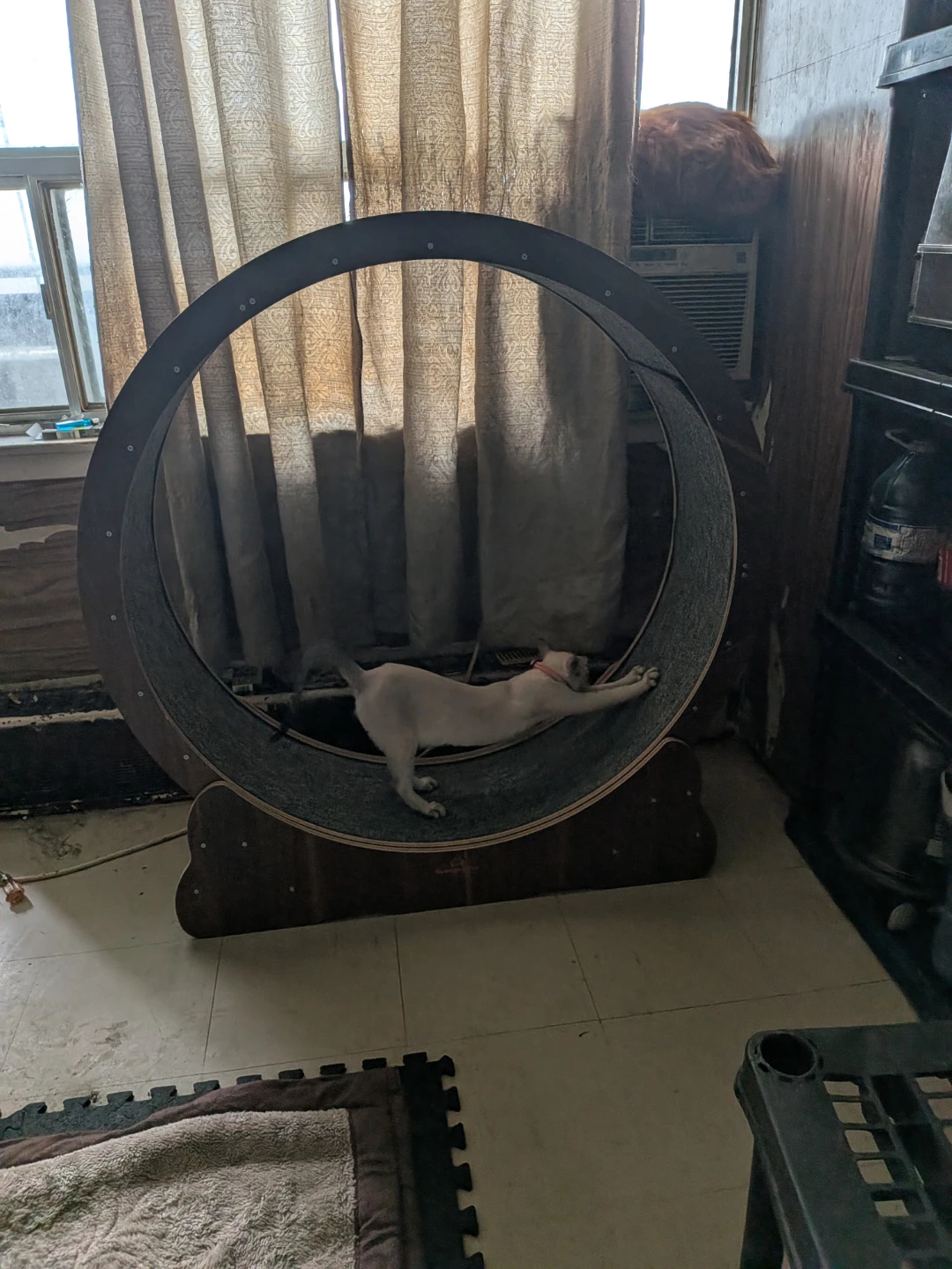 Homegroove Cat Wheel - photo 2
