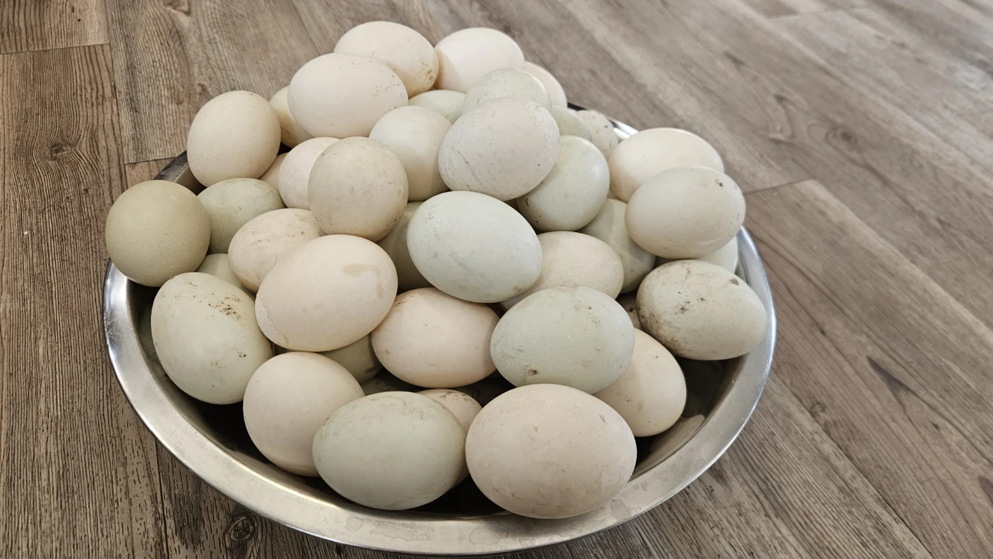Fresh Duck Eggs