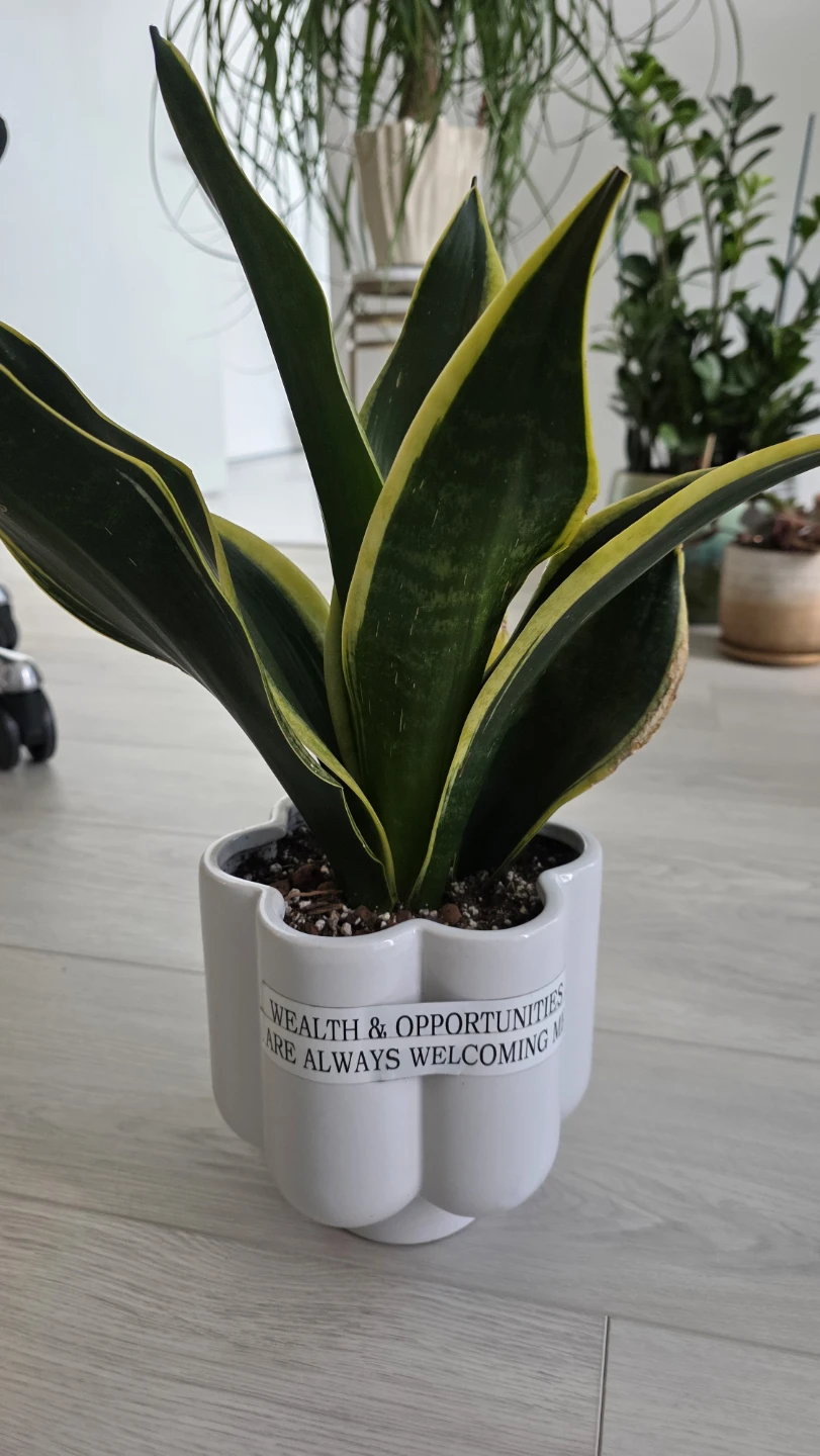 Sansevieria Rosette Snake Plant - photo 2
