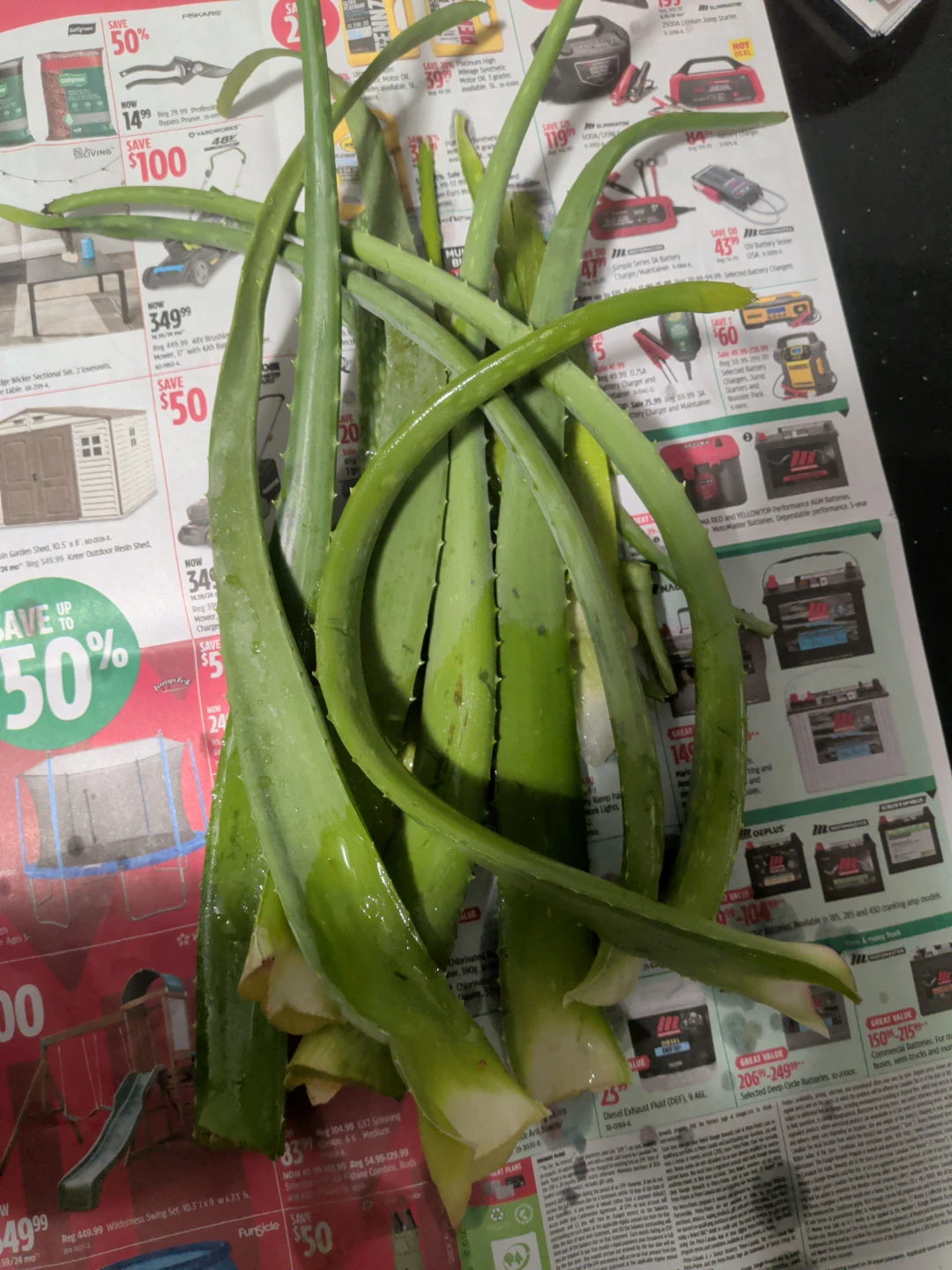 Fresh Aloe Vera Leaves