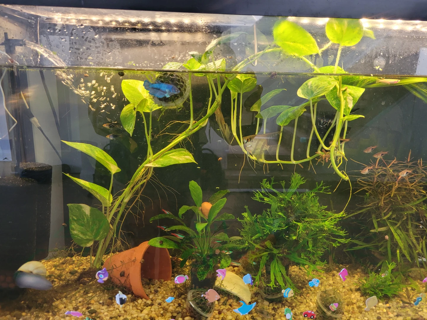 Long Established Pothos (Money Plant) - Fish Tank Ready - photo 2