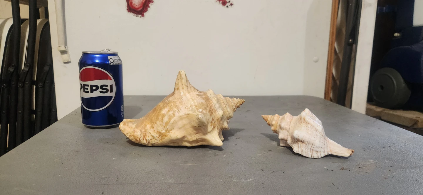 Two decorative conch shells