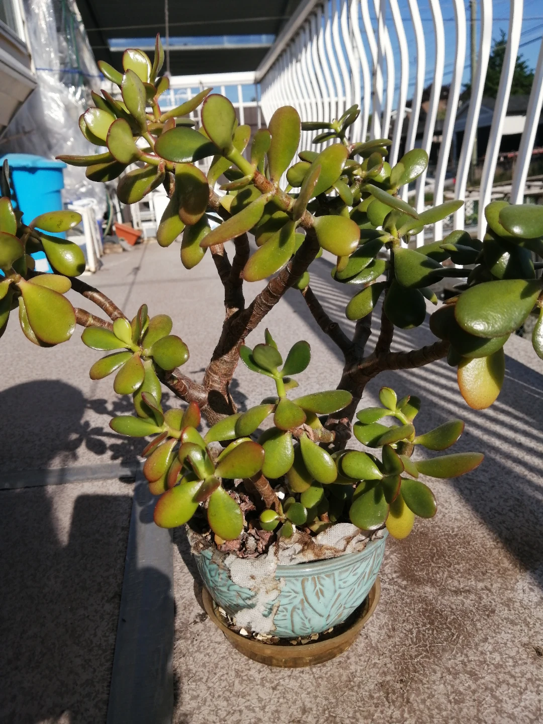 Jade Plant in Decorative Pot - photo 2