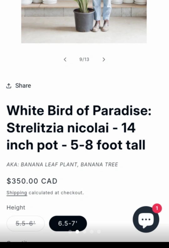 REAL 8ft tall Bird of Paradise (Banana leaf) plant - photo 2