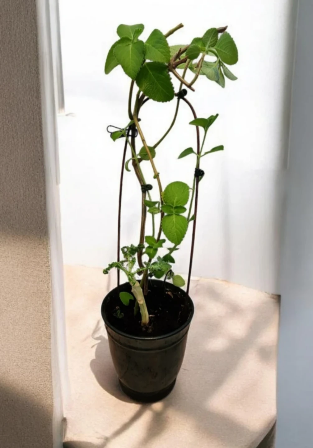 Cuban oregano plant in black pot