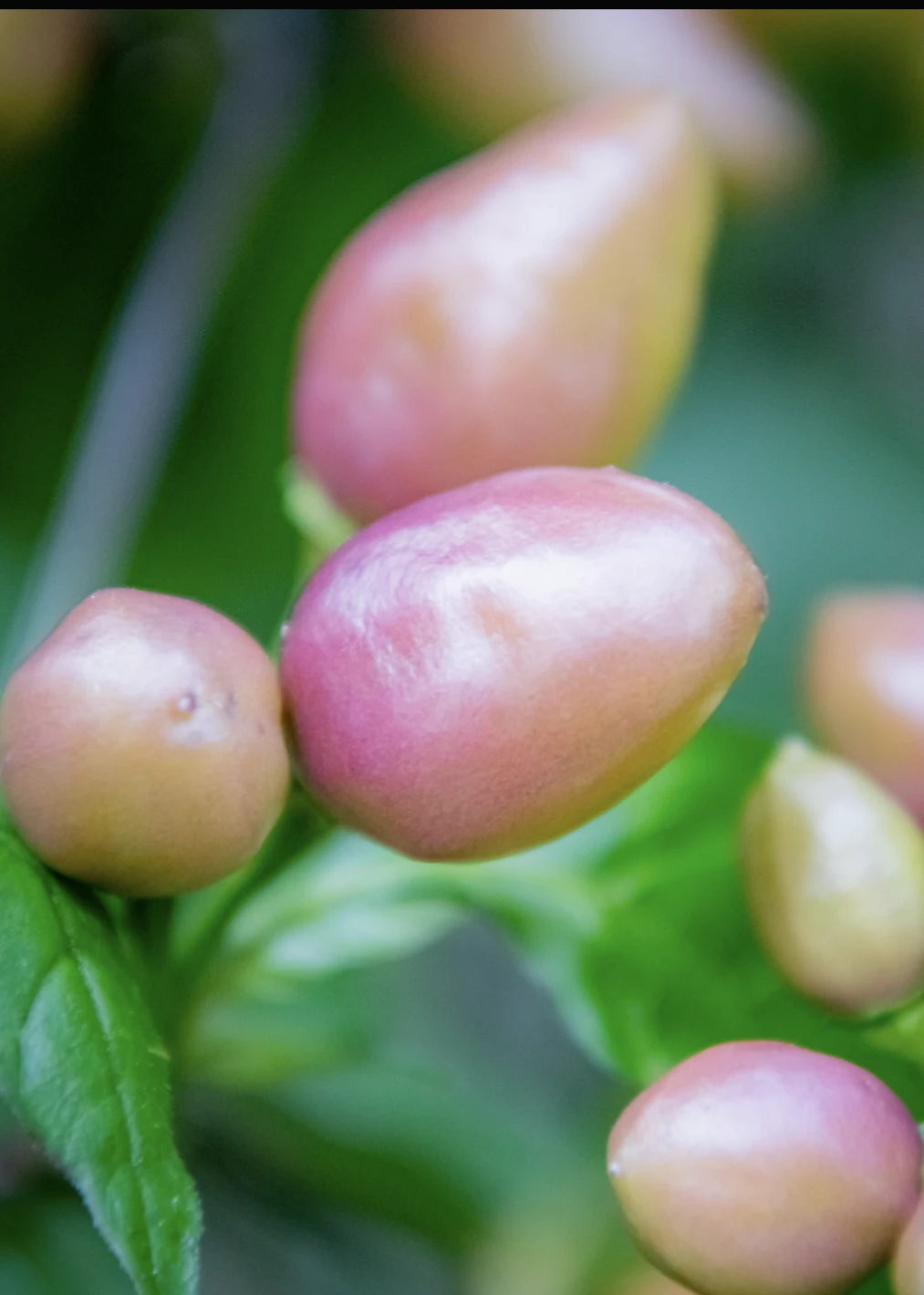 Gothic & Ornamental Pepper Plants - photo 2