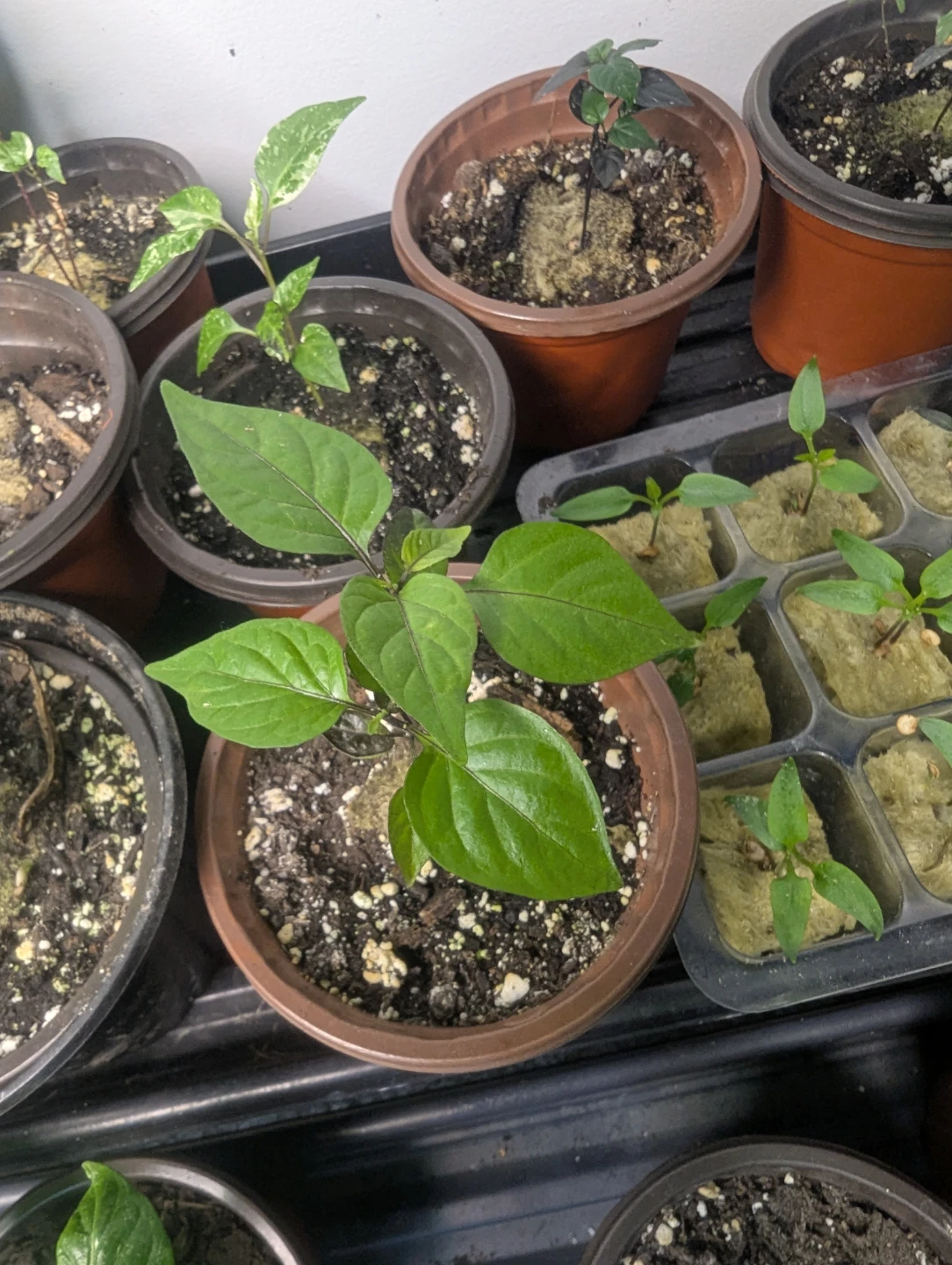 Gothic & Ornamental Pepper Plants - photo 3