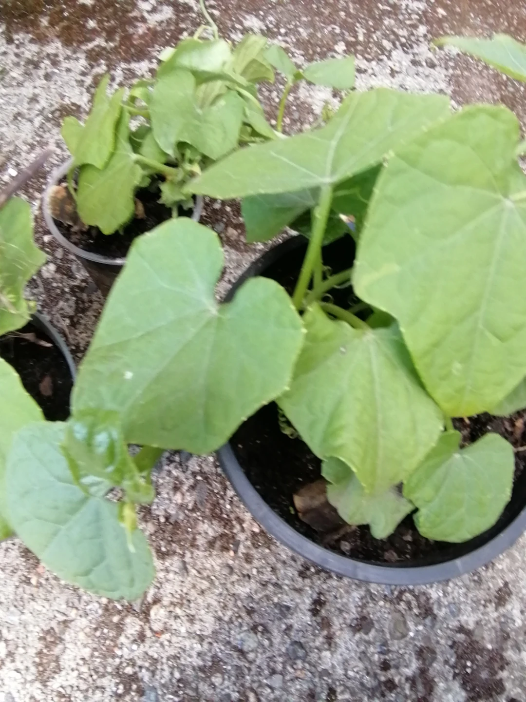 Organic Chayote starters