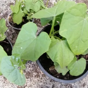 Organic Chayote starters