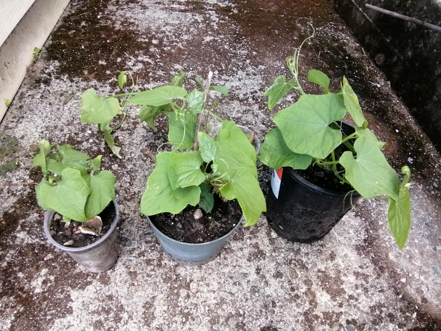 Organic Chayote starters - photo 3